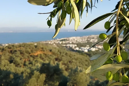 Zeytinin ve Zeytinyağının Başkenti Edremit!